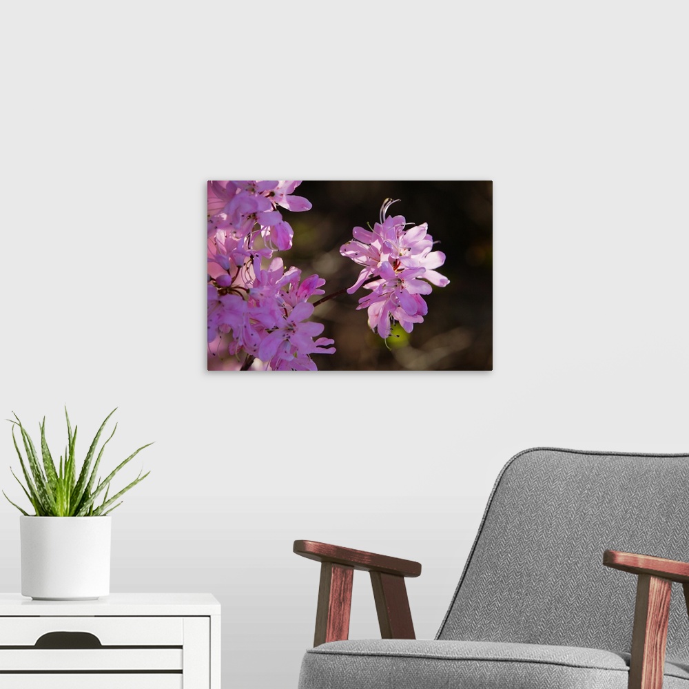 A modern room featuring Carolina rhododendron flower (Rhododendron minus) in bloom, close up, North Carolina