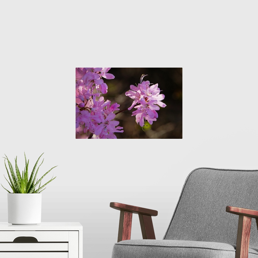 A modern room featuring Carolina rhododendron flower (Rhododendron minus) in bloom, close up, North Carolina