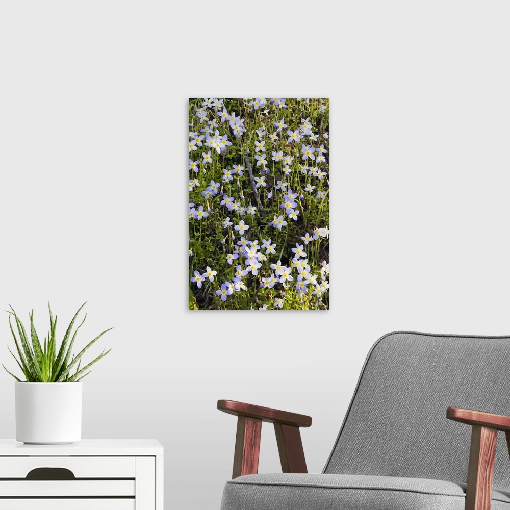 A modern room featuring Carpet of bluet flowers (Houstonia caerulea) in bloom, North Carolina
