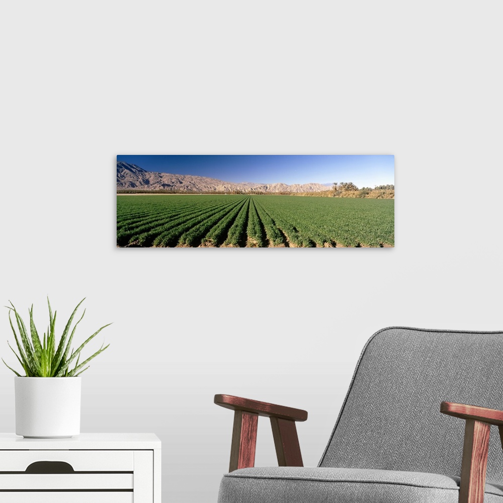 A modern room featuring Carrot crops in a field, Indio, Coachella Valley, Riverside County, California,