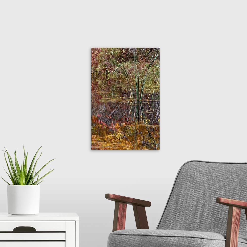A modern room featuring Cattails and autumn color leaves reflected in pond water, New York