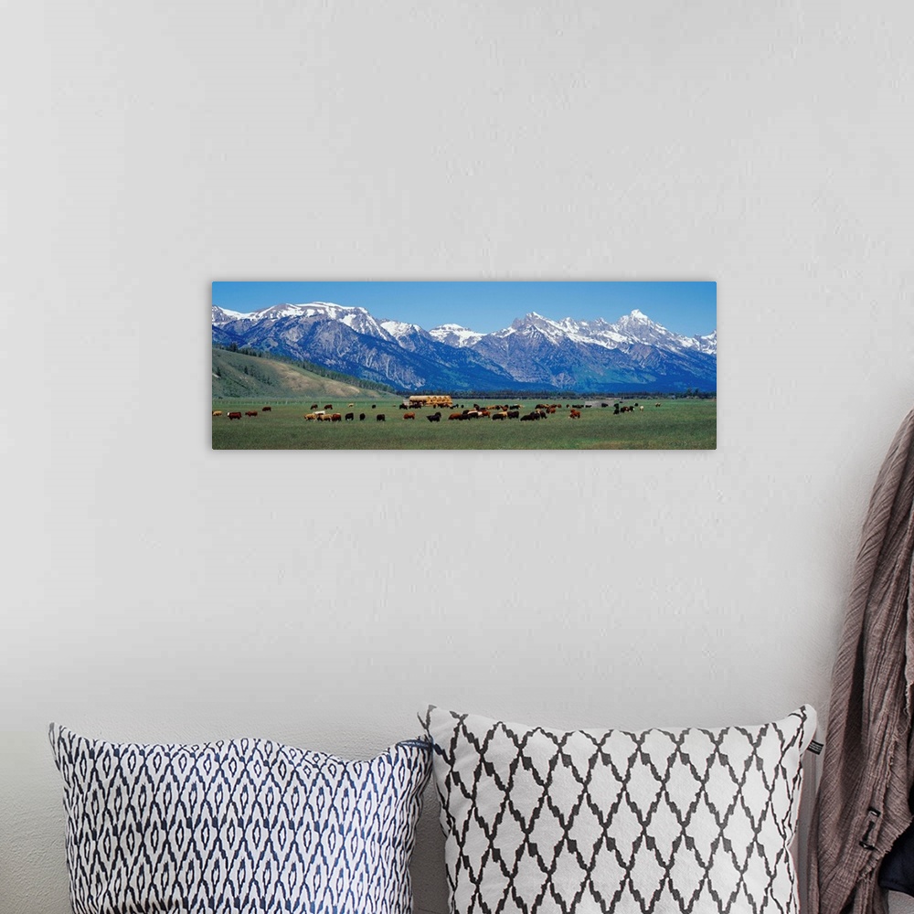 A bohemian room featuring Cattle and Teton Range Jackson Hole WY