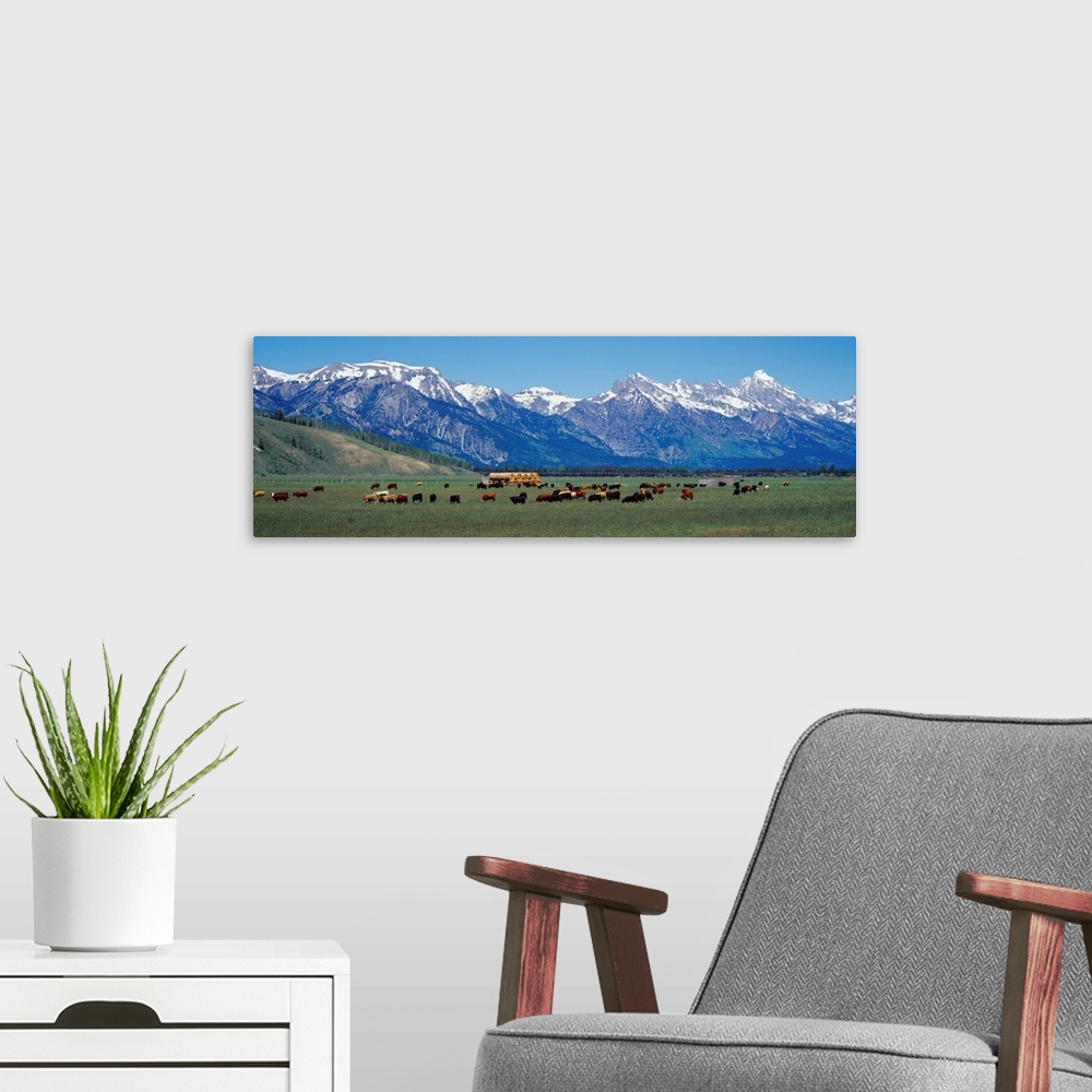 A modern room featuring Cattle and Teton Range Jackson Hole WY