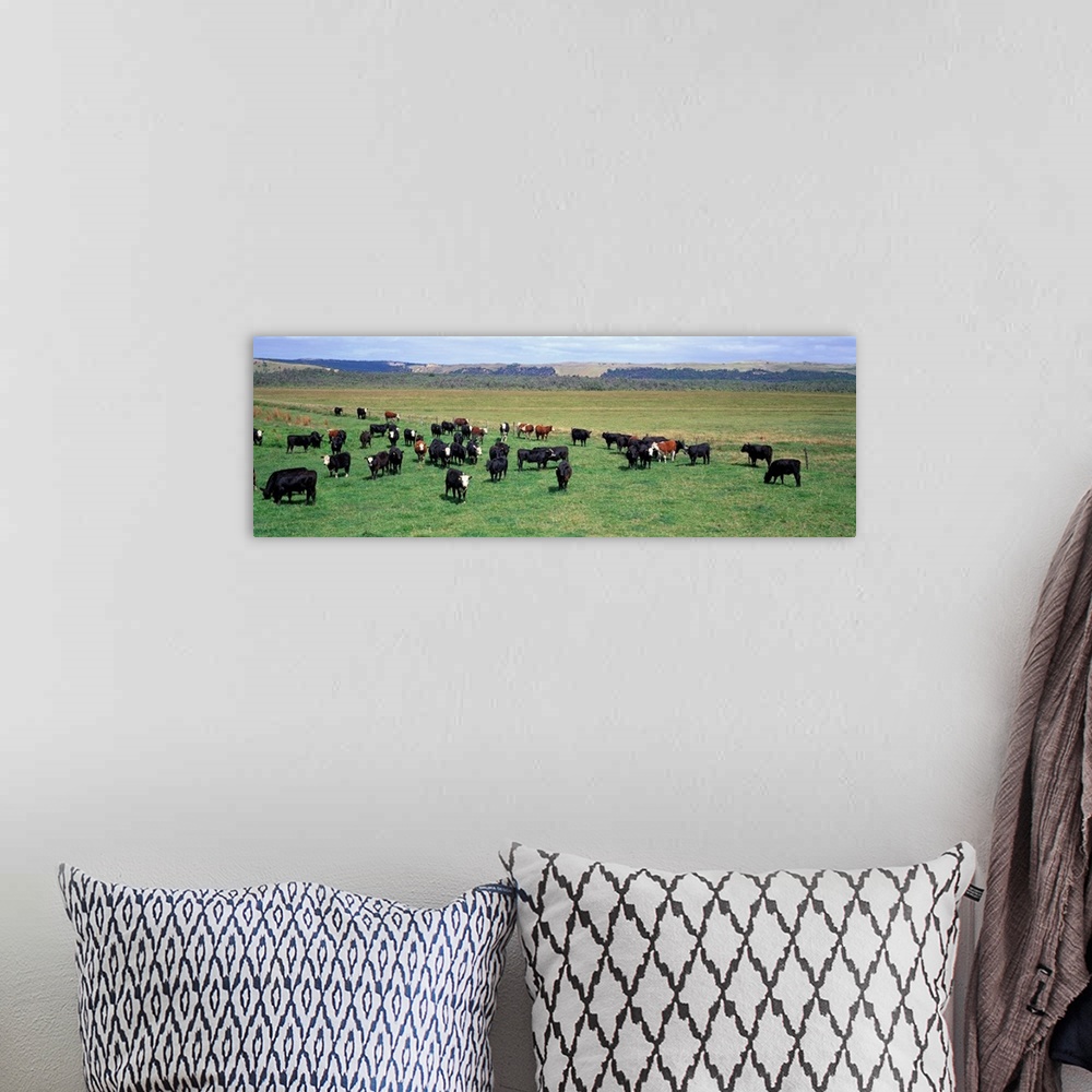 A bohemian room featuring Cattle Graze near Melbourne Victoria Australia