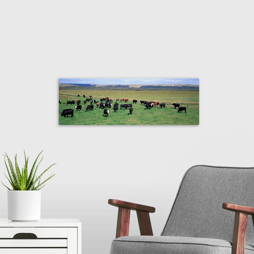A modern room featuring Cattle Graze near Melbourne Victoria Australia
