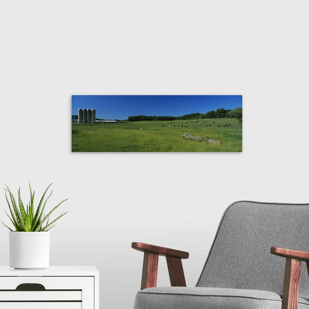 A modern room featuring Cattle grazing in a field with silos in the background, Kent County, Michigan