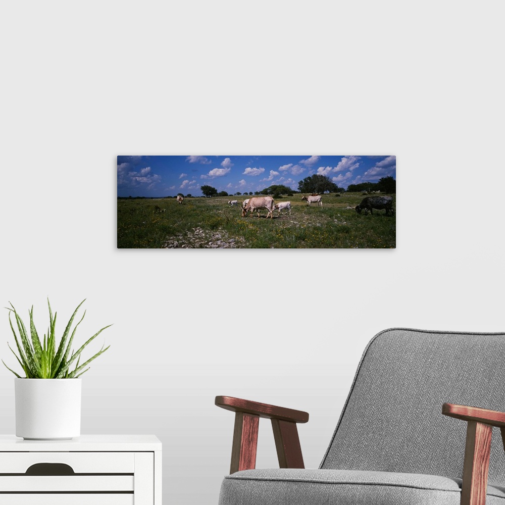 A modern room featuring Cattle grazing in the field, Texas Longhorn cattle, Y.O. Ranch, Texas