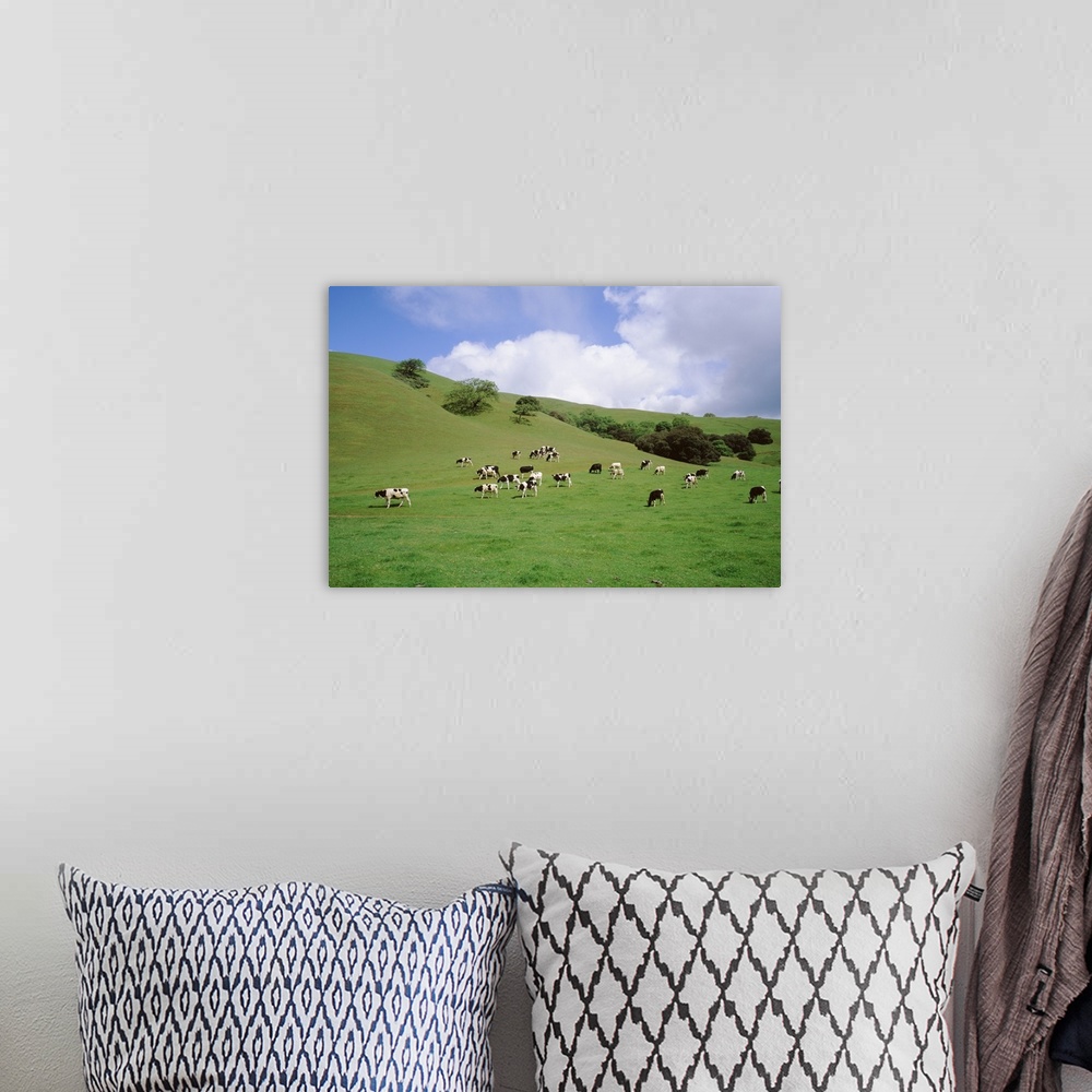 A bohemian room featuring Cattle grazing on a field, Novato, Marin County, California