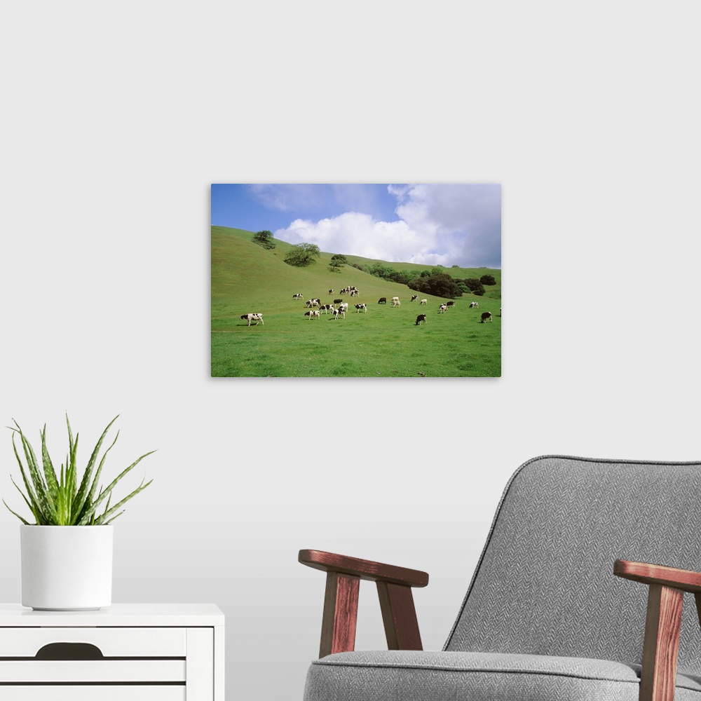 A modern room featuring Cattle grazing on a field, Novato, Marin County, California