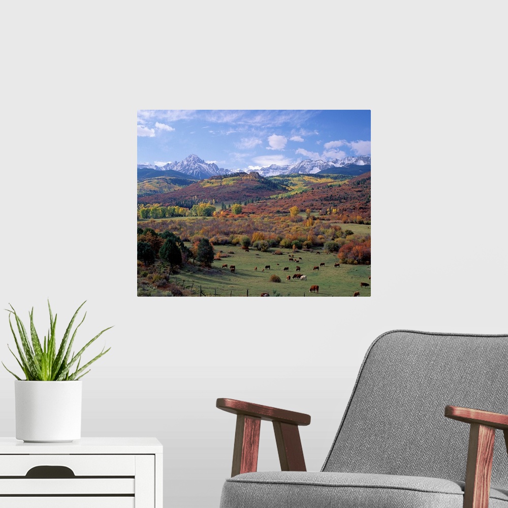 A modern room featuring Amazing landscape photograph of farmland, forest, and snowcapped mountains in the Rockies.