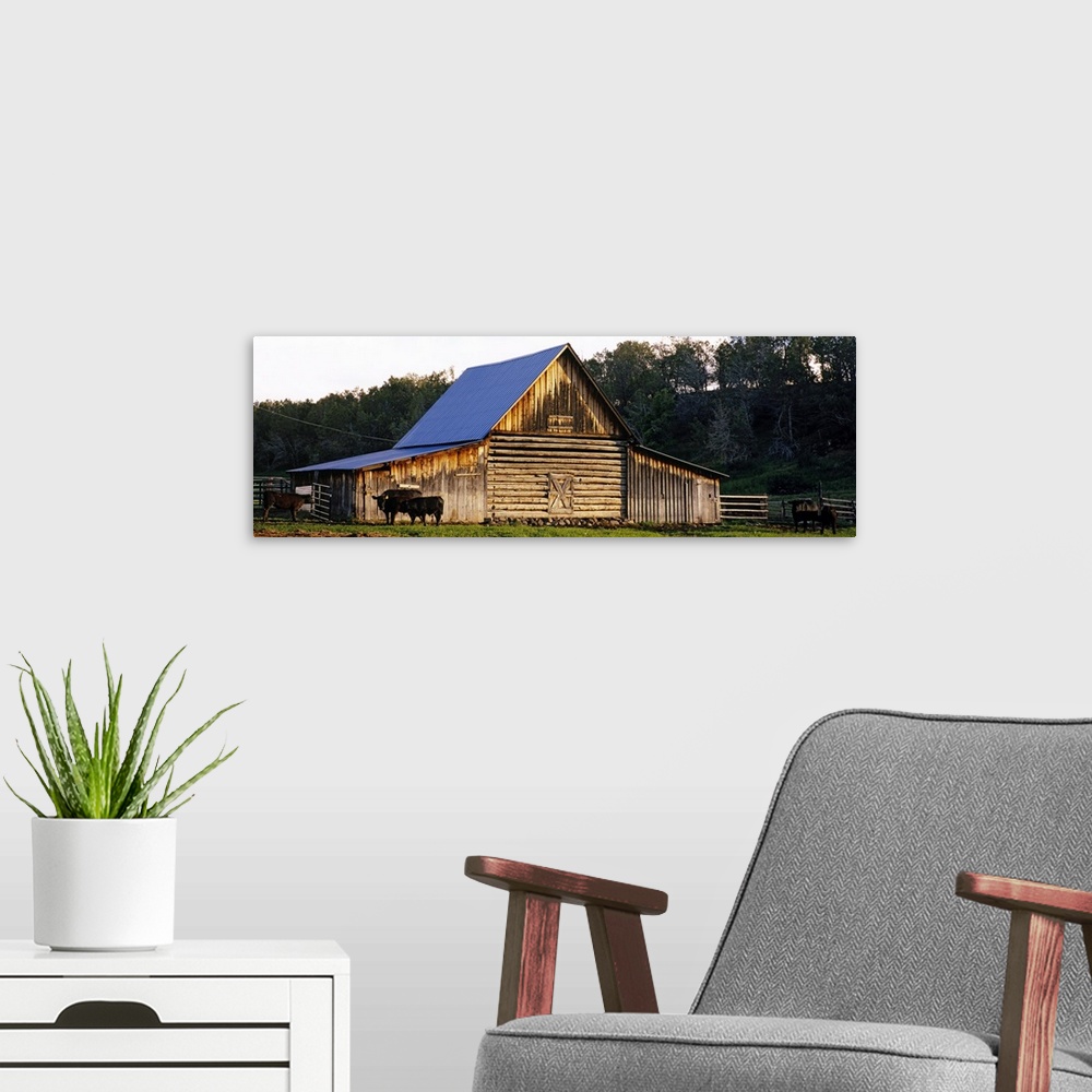 A modern room featuring Large, horizontal photograph of several cattle grazing in front of an old barn, a dense tree line...