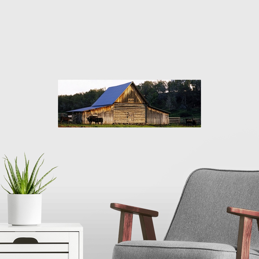 A modern room featuring Large, horizontal photograph of several cattle grazing in front of an old barn, a dense tree line...