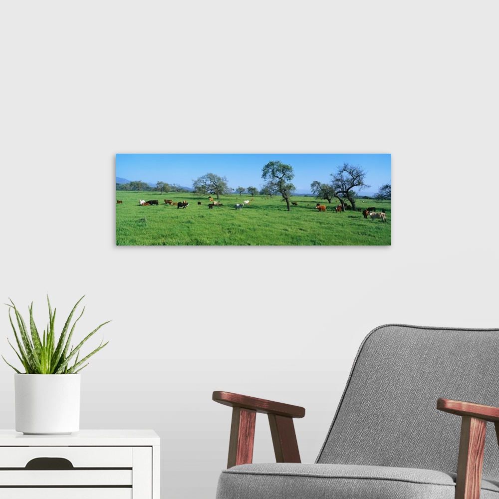 A modern room featuring Cattle in Spring Pasture Santa Ynez Valley CA
