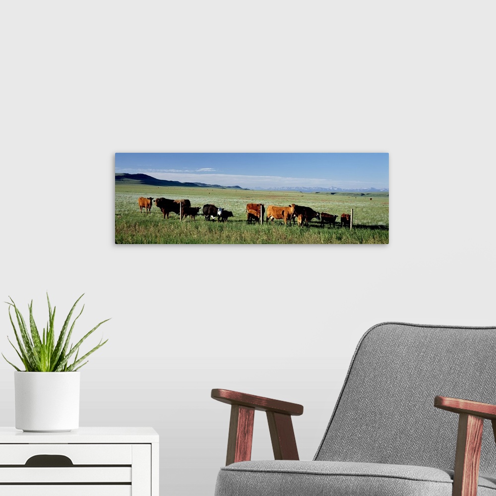 A modern room featuring Cattle Ranch Alberta Canada