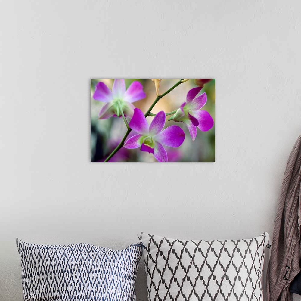 A bohemian room featuring Close up of flowers on horizontal wall art with an out of focus background.