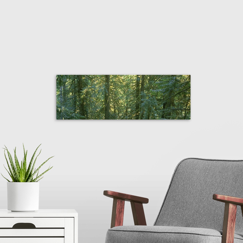 A modern room featuring Cedar Rain Forest BC Canada