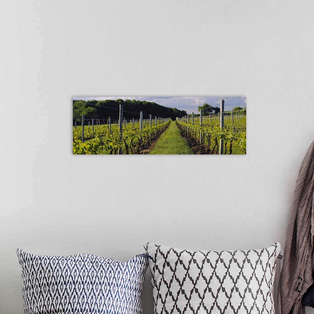 A bohemian room featuring Chardonnay grapes in a vineyard, Sakonnet Vineyards, Little Compton, Newport County, Rhode Island