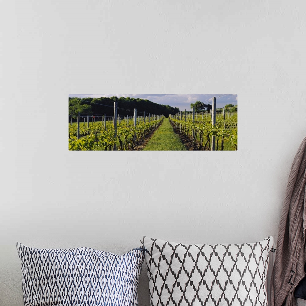 A bohemian room featuring Chardonnay grapes in a vineyard, Sakonnet Vineyards, Little Compton, Newport County, Rhode Island