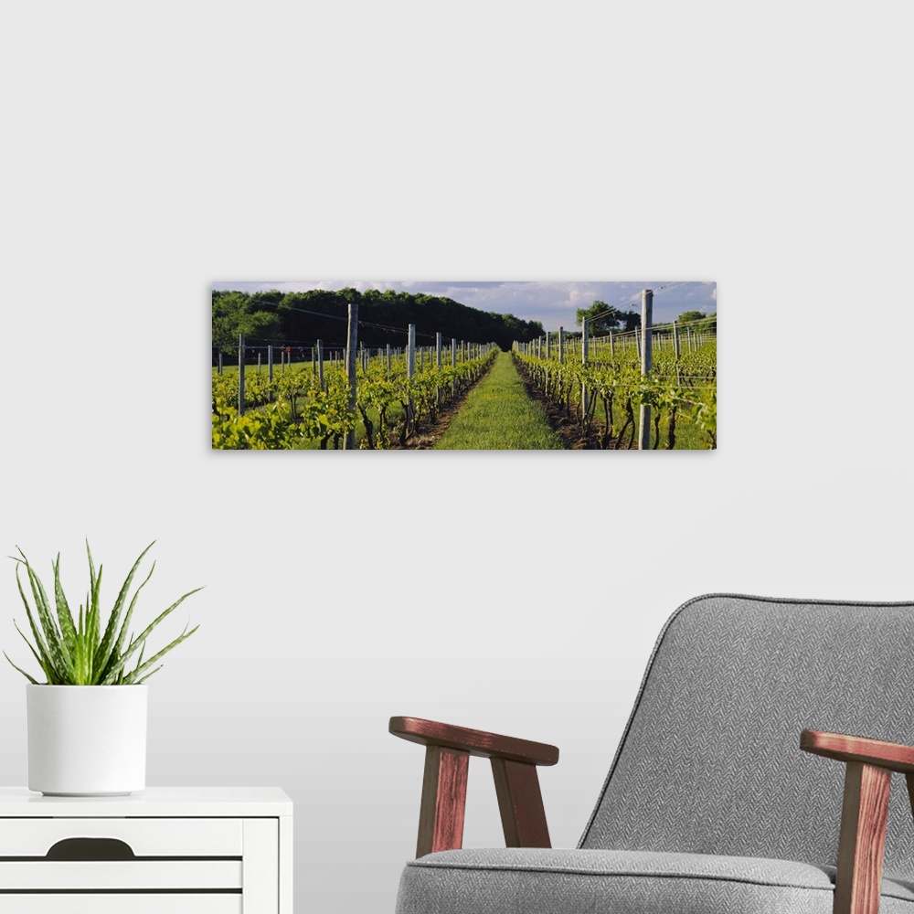 A modern room featuring Chardonnay grapes in a vineyard, Sakonnet Vineyards, Little Compton, Newport County, Rhode Island