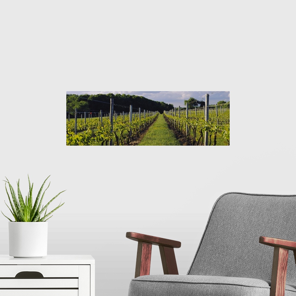 A modern room featuring Chardonnay grapes in a vineyard, Sakonnet Vineyards, Little Compton, Newport County, Rhode Island