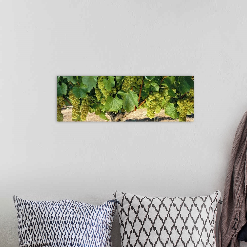 A bohemian room featuring Panoramic shaped wall art for wine aficionados, wine shops, or vineyards this long wall hanging i...