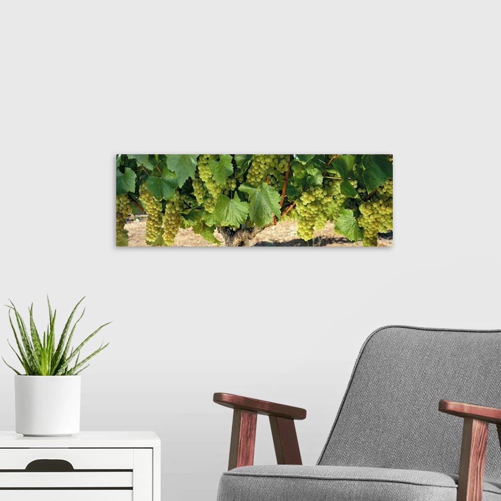 A modern room featuring Panoramic shaped wall art for wine aficionados, wine shops, or vineyards this long wall hanging i...
