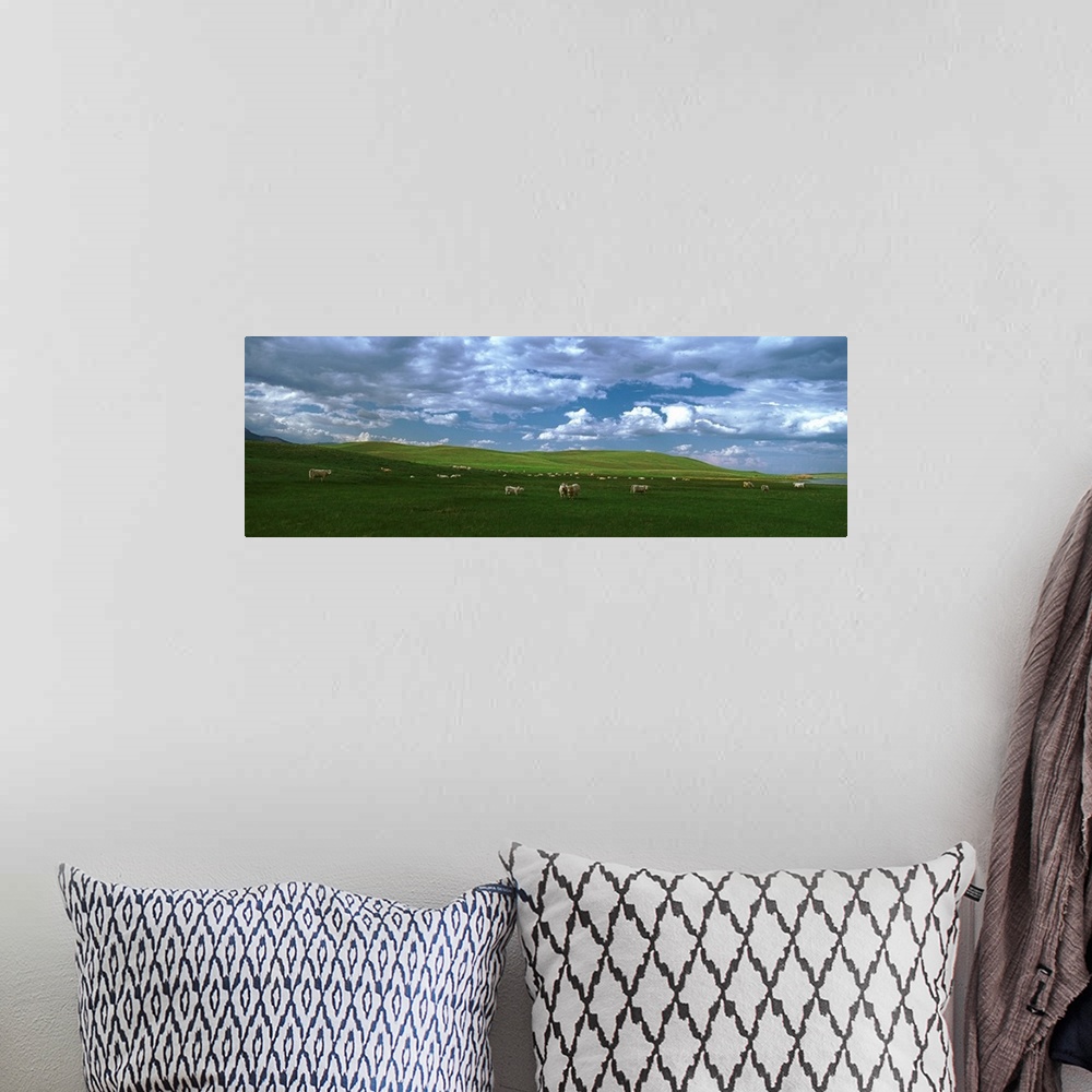 A bohemian room featuring Charolais cattle's grazing in a field, Rocky Mountains, Montana