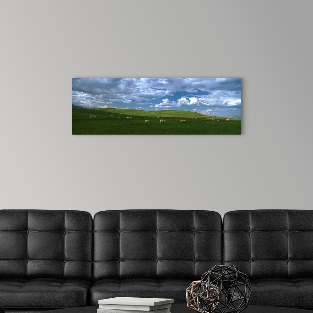 A modern room featuring Charolais cattle's grazing in a field, Rocky Mountains, Montana