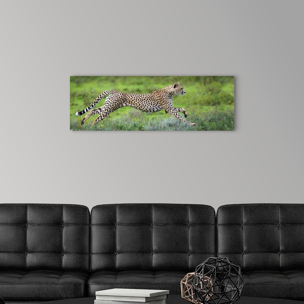 A modern room featuring Cheetah (Acinonyx jubatus) hunting, Ndutu, Ngorongoro Conservation Area, Tanzania