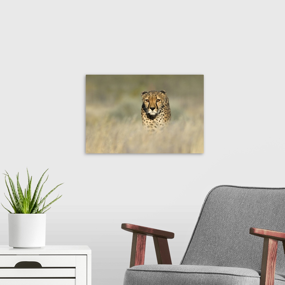 A modern room featuring Cheetah (Acinonyx jubatus) in a field, Etosha National Park, Namibia