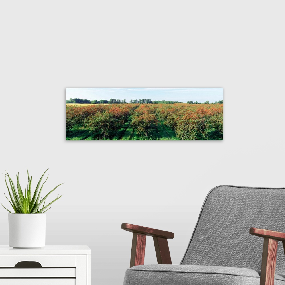 A modern room featuring Cherries in a field, Door County, Wisconsin