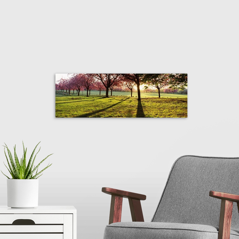 A modern room featuring Giant, landscape photograph of a line of cherry trees casting shadows on green grass, while the s...