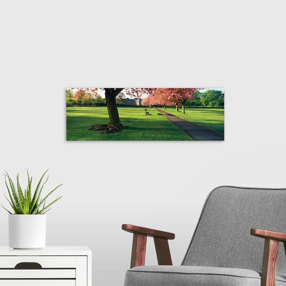 A modern room featuring Cherry blossom in a park Stray Harrogate North Yorkshire England