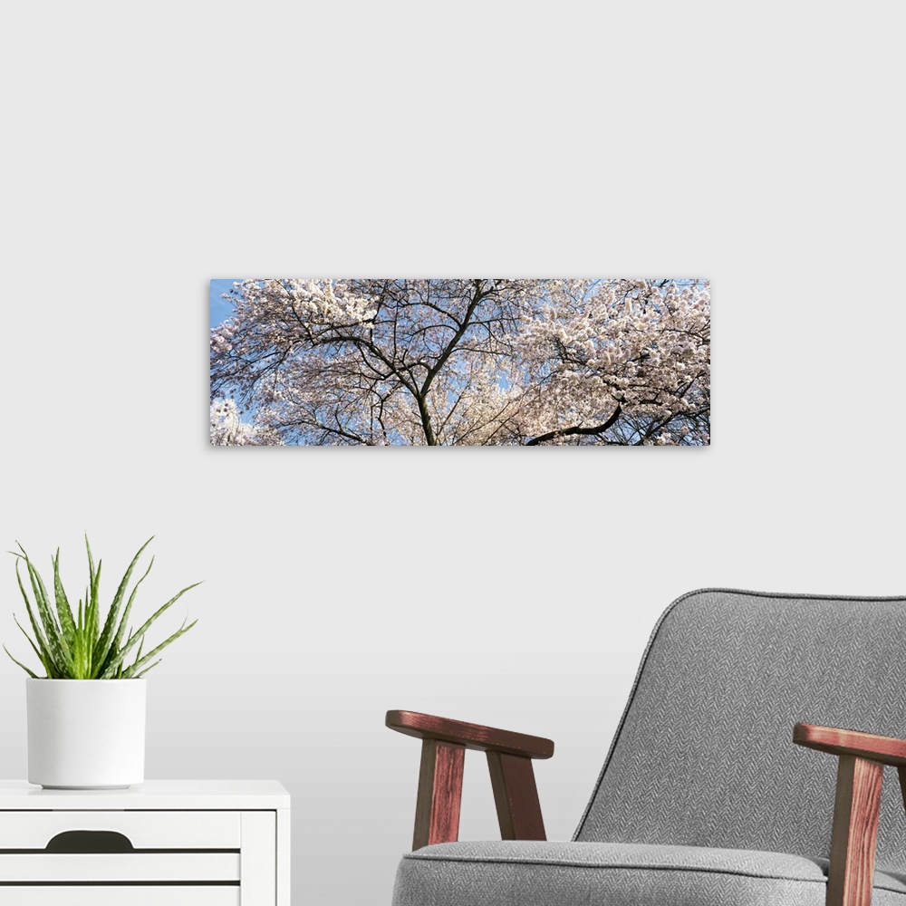 A modern room featuring Cherry Blossom Tree
