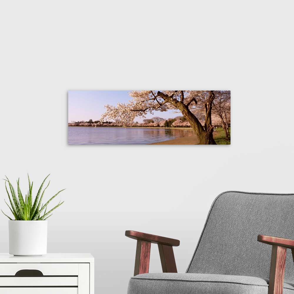 A modern room featuring Panoramic photograph of water lined with huge flowering trees.