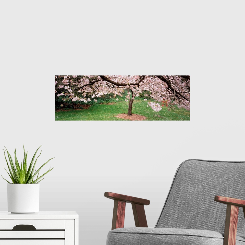 A modern room featuring A photographic print of blossoms blooming on trees in a park.