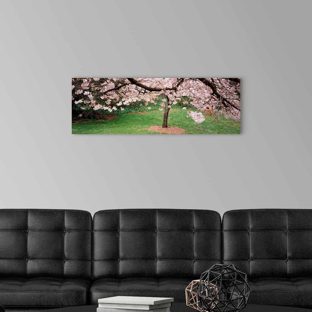 A modern room featuring A photographic print of blossoms blooming on trees in a park.