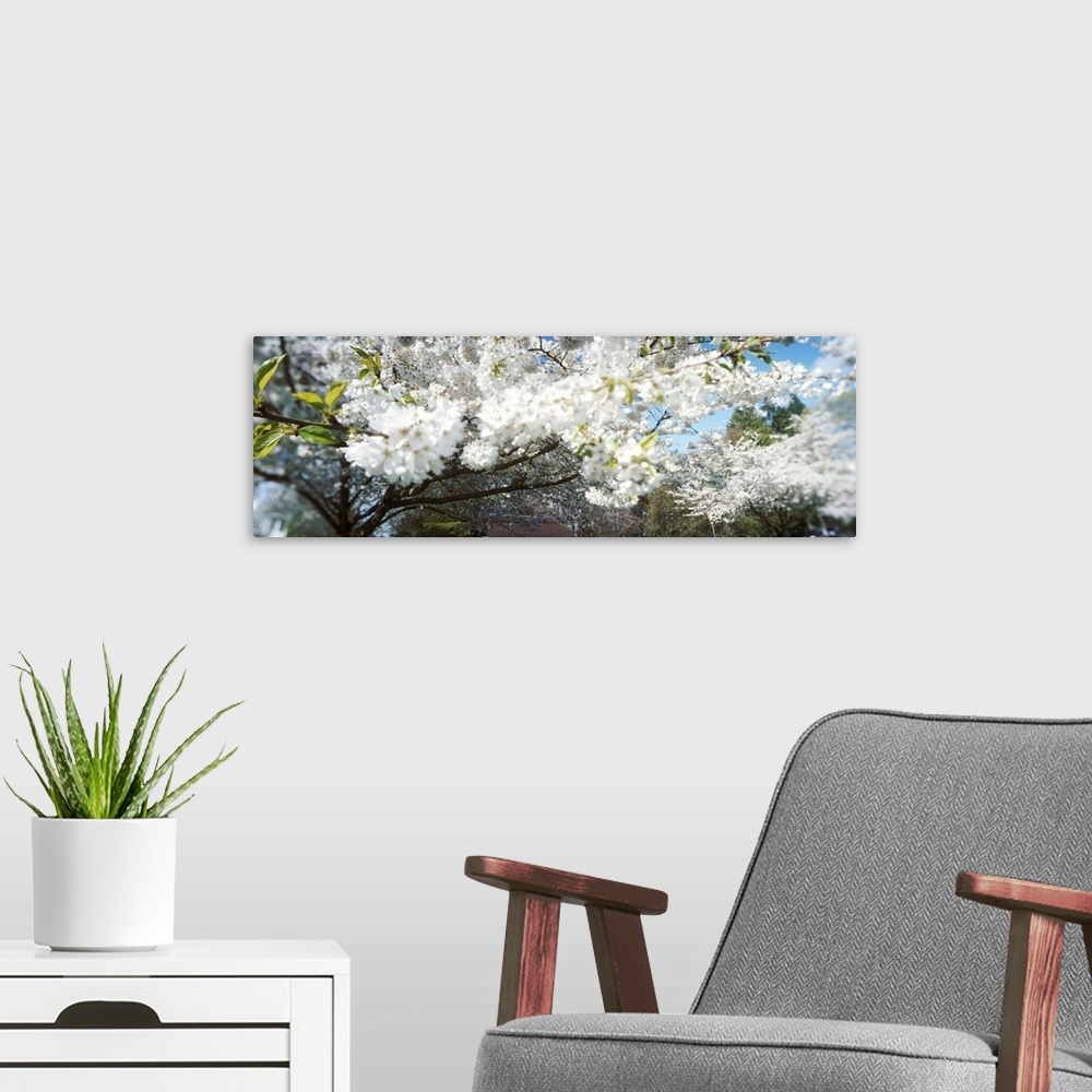 A modern room featuring Cherry Blossom tree in a park, Volunteer Park, Capitol Hill, Seattle, Washington State,