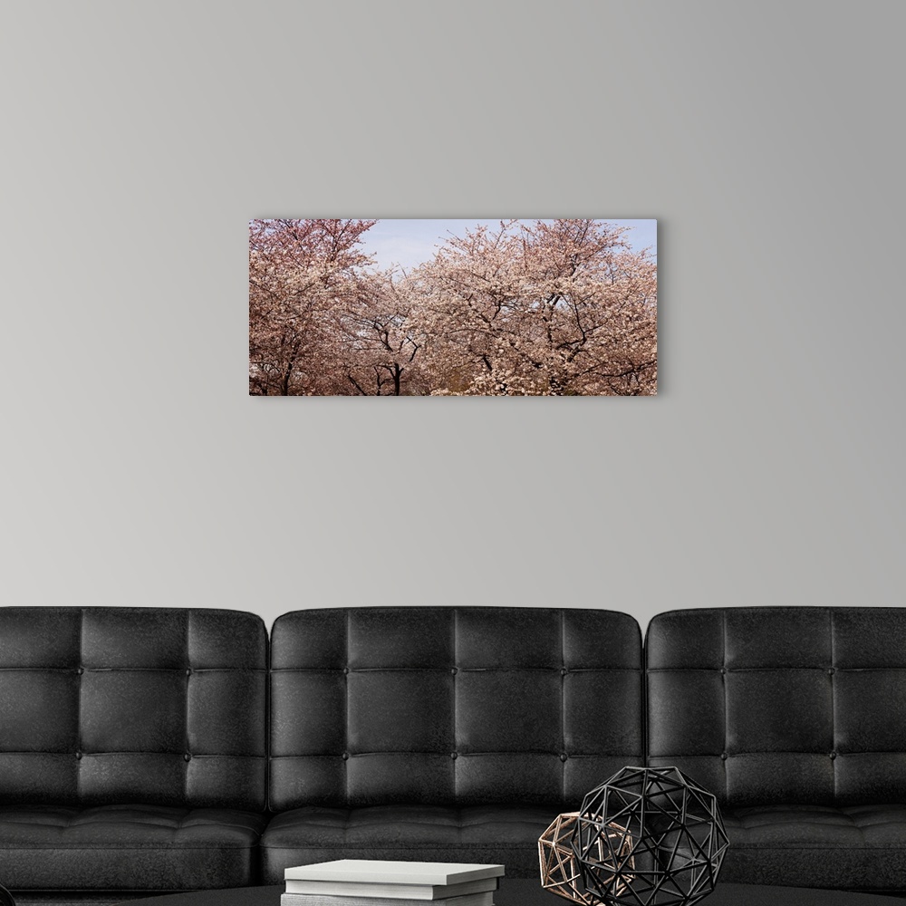 A modern room featuring Cherry Blossom trees in Potomac Park at the Tidal Basin, Washington DC