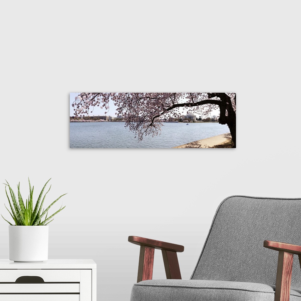 A modern room featuring Cherry Blossom trees with the Jefferson Memorial in the background, Washington DC