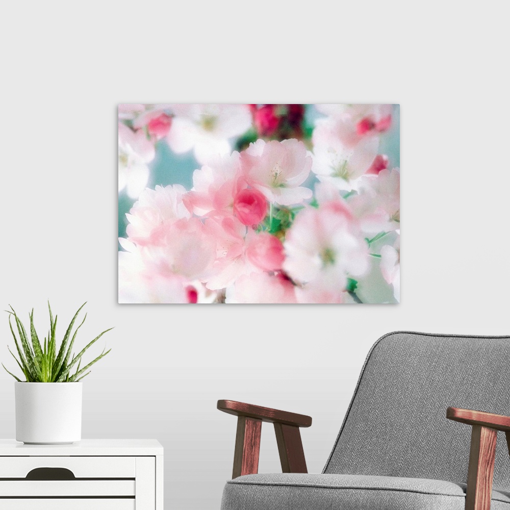 A modern room featuring Cherry blossoms, close up view
