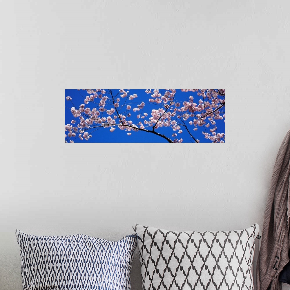 A bohemian room featuring A panoramic canvas that is a close up of blossoms on a branch in the spring against a clear sky.