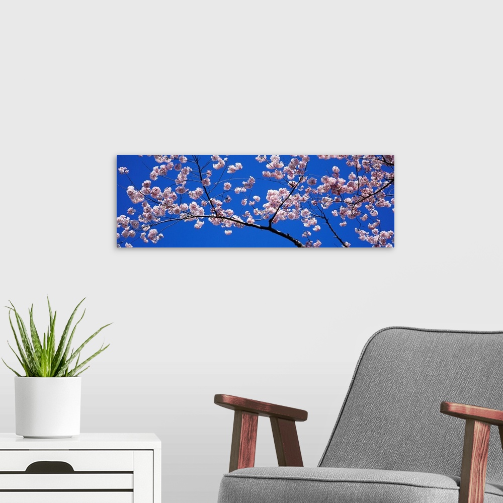 A modern room featuring A panoramic canvas that is a close up of blossoms on a branch in the spring against a clear sky.