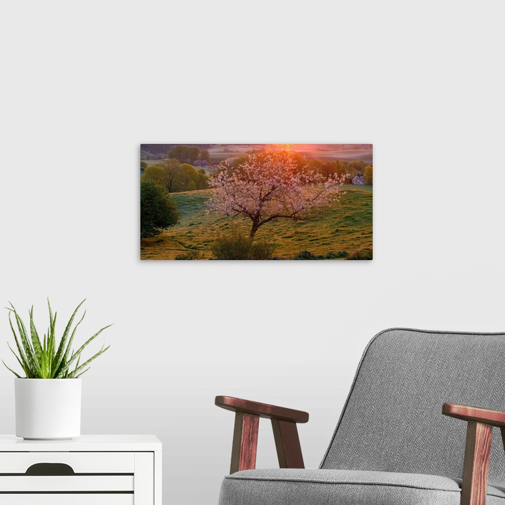 A modern room featuring Sunset in Scandinavia over calm, rolling hills with a large blooming tree rising in the center, t...
