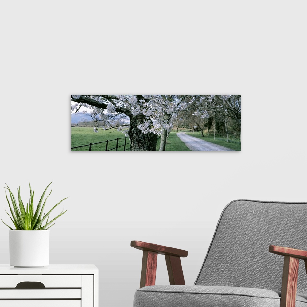 A modern room featuring Panoramic view of flowering trees that line a fence to the left and a path on the right side of t...