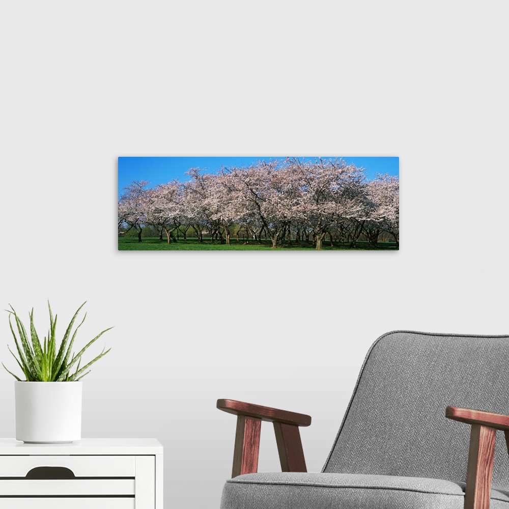 A modern room featuring Cherry Trees DC