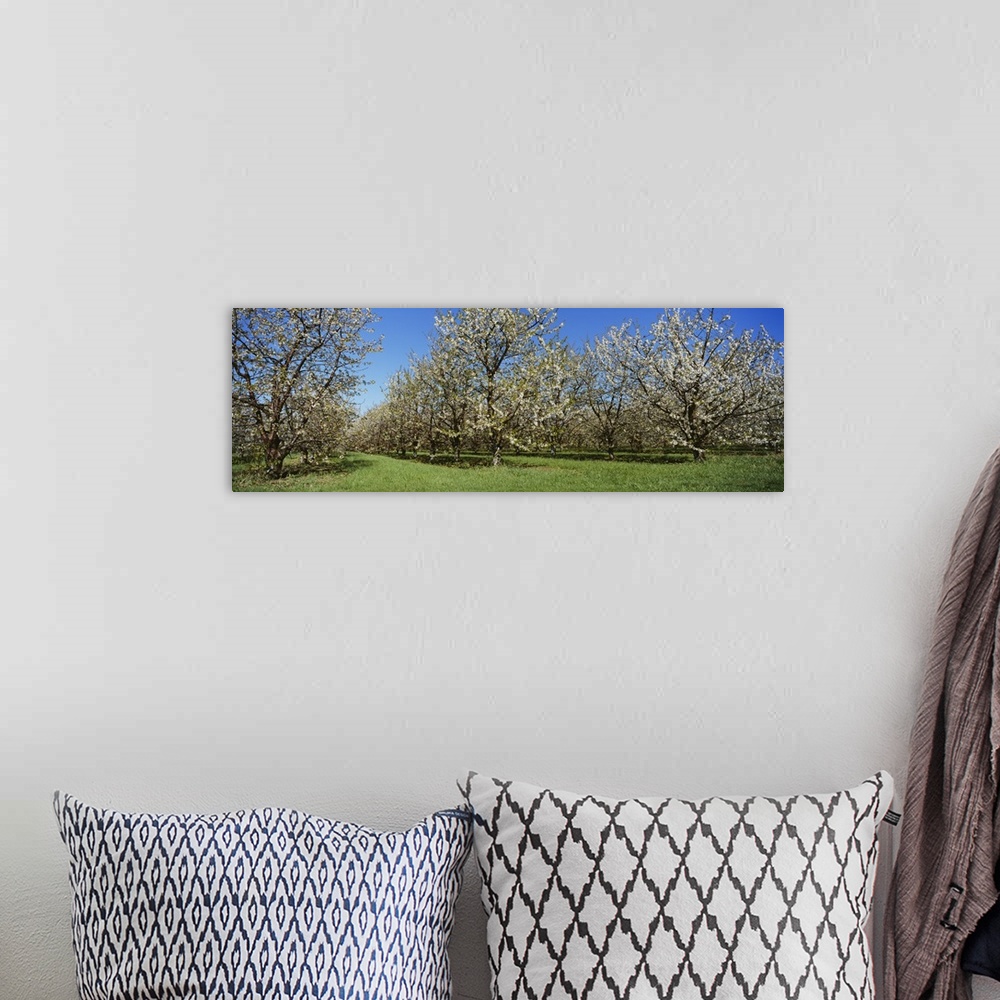 A bohemian room featuring Cherry trees in an orchard, Leelanau Peninsula, Michigan