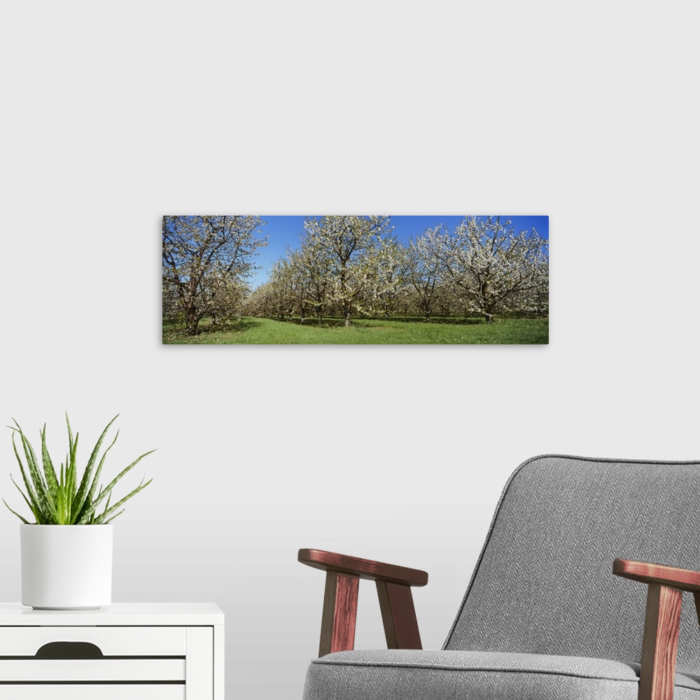A modern room featuring Cherry trees in an orchard, Leelanau Peninsula, Michigan