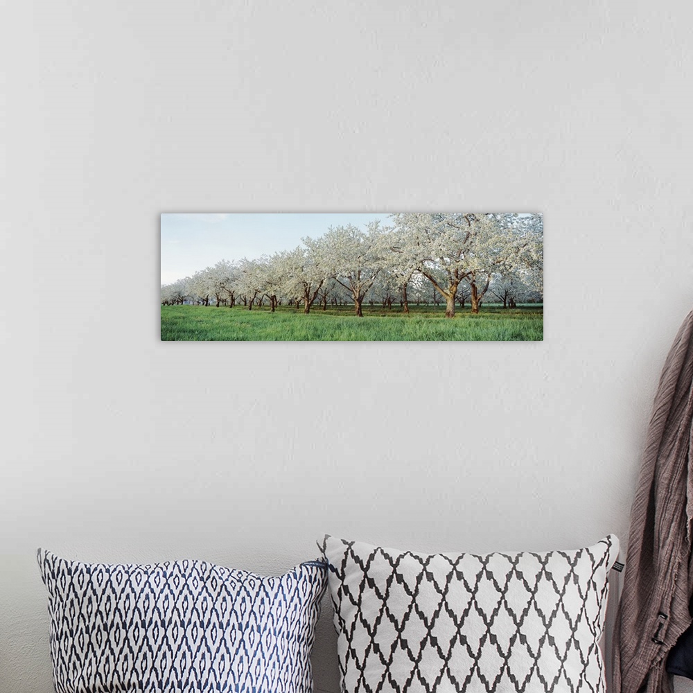 A bohemian room featuring Giant landscape photograph of green grasses beside many rows of blooming cherry trees in an orcha...