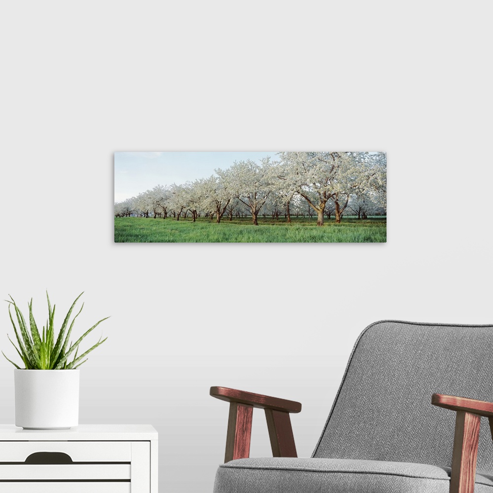 A modern room featuring Giant landscape photograph of green grasses beside many rows of blooming cherry trees in an orcha...